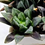 Haworthia MS211 Betsu Yamada x Hanasakigani - 4