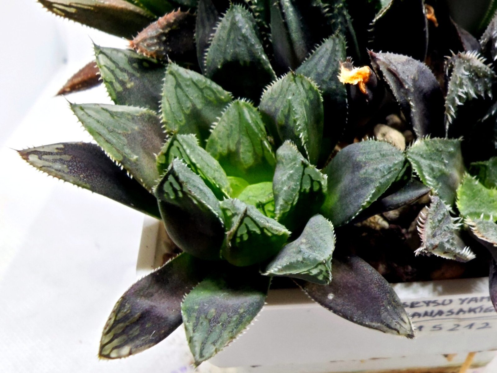 Haworthia MS211 Betsu Yamada x Hanasakigani - 4