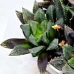 Haworthia MS211 Betsu Yamada x Hanasakigani - 5