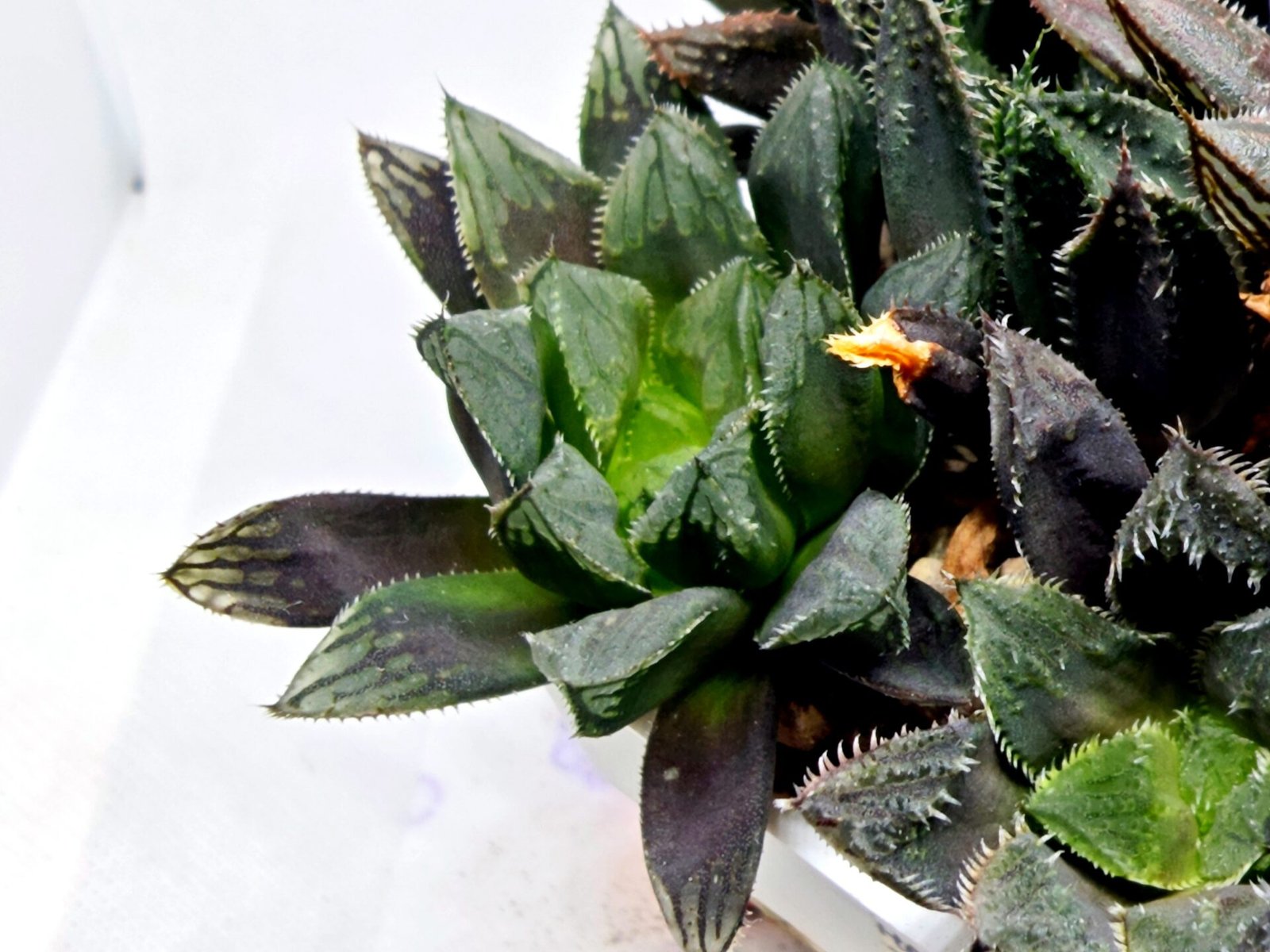 Haworthia MS211 Betsu Yamada x Hanasakigani - 5