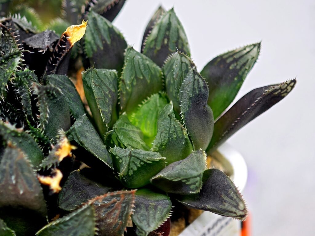 Haworthia MS211 Betsu Yamada x Hanasakigani - 6