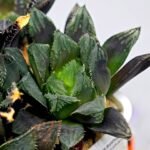 Haworthia MS211 Betsu Yamada x Hanasakigani - 6