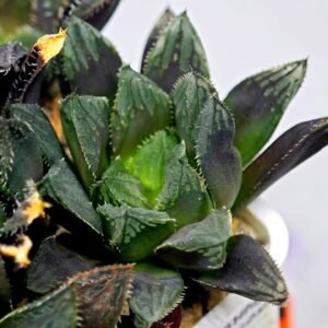 Haworthia MS211 Betsu Yamada x Hanasakigani - 6