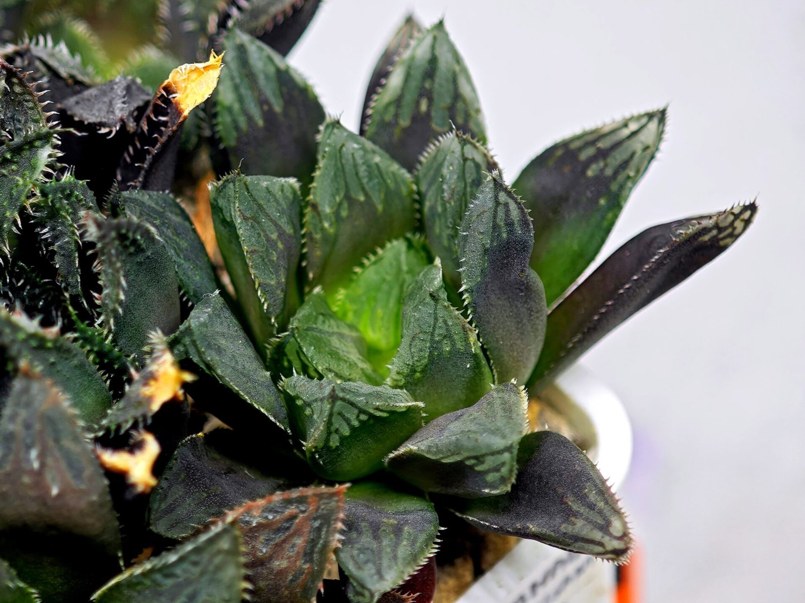 Haworthia MS211 Betsu Yamada x Hanasakigani - 6