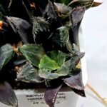 Haworthia MS212 Betsu Yamada x Hanasakigani - 1