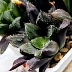 Haworthia MS212 Betsu Yamada x Hanasakigani - 2