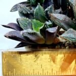 Haworthia MS212 Betsu Yamada x Hanasakigani - 3