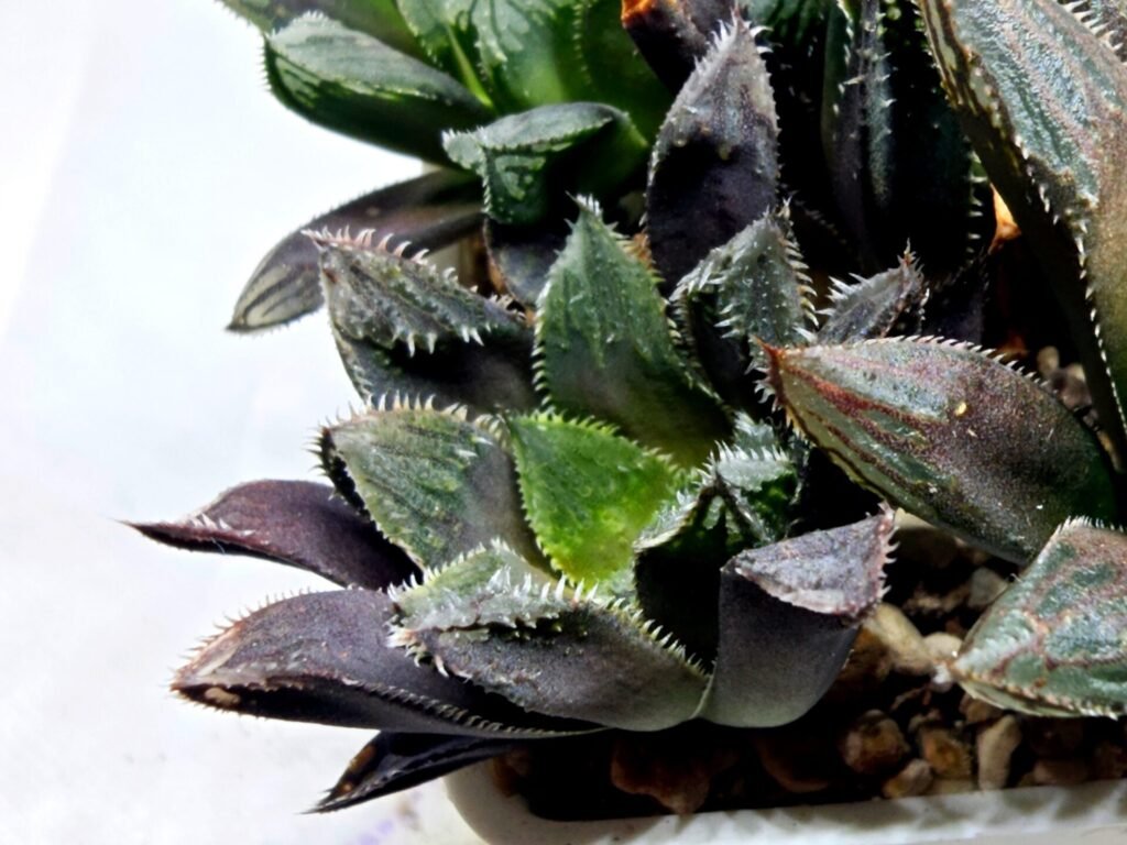 Home 10 Haworthia MS212 Betsu Yamada x Hanasakigani - 4