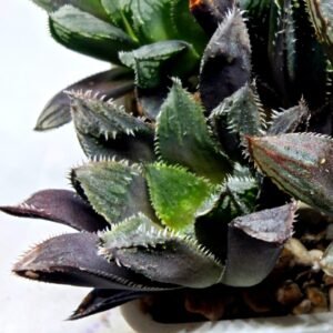 Haworthia MS212 Betsu Yamada x Hanasakigani - 4