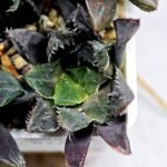 Haworthia MS212 Betsu Yamada x Hanasakigani - 5
