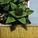 Haworthia MS224 Galaxy Hybrid Rock Sugar - 1