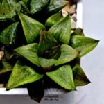 Haworthia MS224 Galaxy Hybrid Rock Sugar - 2