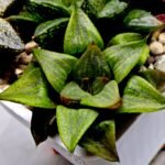 Haworthia MS224 Galaxy Hybrid Rock Sugar - 3