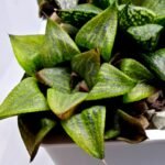 Haworthia MS224 Galaxy Hybrid Rock Sugar - 4