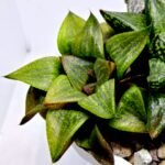 Haworthia MS224 Galaxy Hybrid Rock Sugar - 5