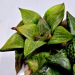 Haworthia MS224 Galaxy Hybrid Rock Sugar - 6