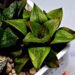 Haworthia MS224 Galaxy Hybrid Rock Sugar - 7