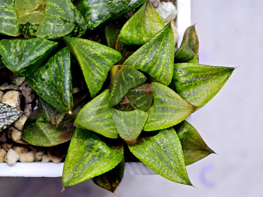 Home 6 Haworthia MS224 Galaxy Hybrid Rock Sugar - 8