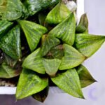 Haworthia MS224 Galaxy Hybrid Rock Sugar - 8