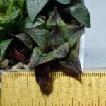 Haworthia MS225 Galaxy Hybrid x Rock Sugar - 1