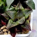 Haworthia MS225 Galaxy Hybrid x Rock Sugar - 2