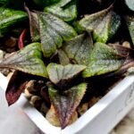 Haworthia MS225 Galaxy Hybrid x Rock Sugar - 3