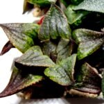 Haworthia MS225 Galaxy Hybrid x Rock Sugar - 4