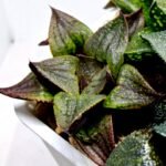 Haworthia MS225 Galaxy Hybrid x Rock Sugar - 5