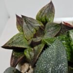 Haworthia MS225 Galaxy Hybrid x Rock Sugar - 6
