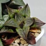 Haworthia MS225 Galaxy Hybrid x Rock Sugar - 7
