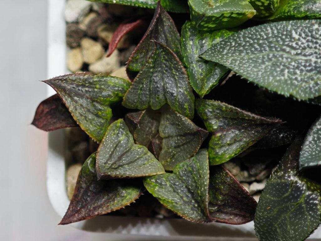 Haworthia MS225 Galaxy Hybrid x Rock Sugar - 8