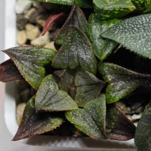 Haworthia MS225 Galaxy Hybrid x Rock Sugar - 8