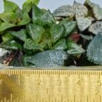 Haworthia MS226 Rock Sugar x Ginsekai - 2