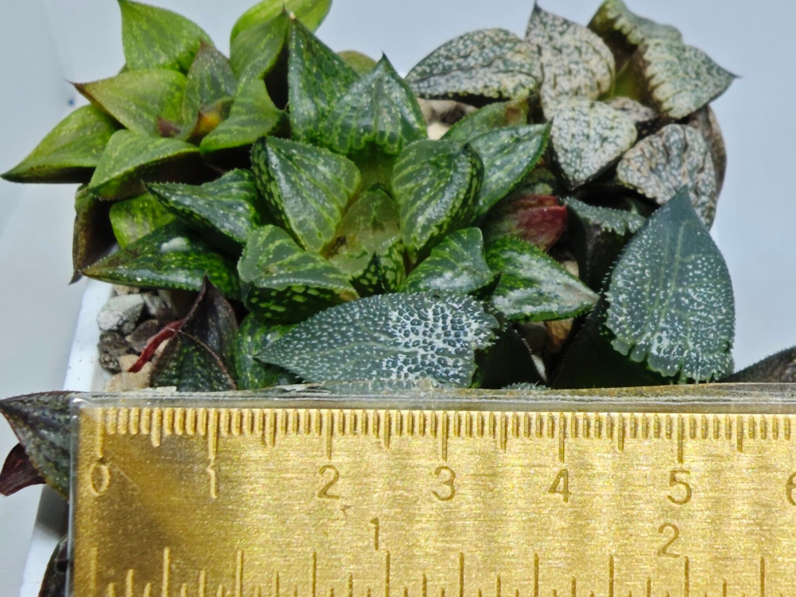 Haworthia MS226 Rock Sugar x Ginsekai - 2