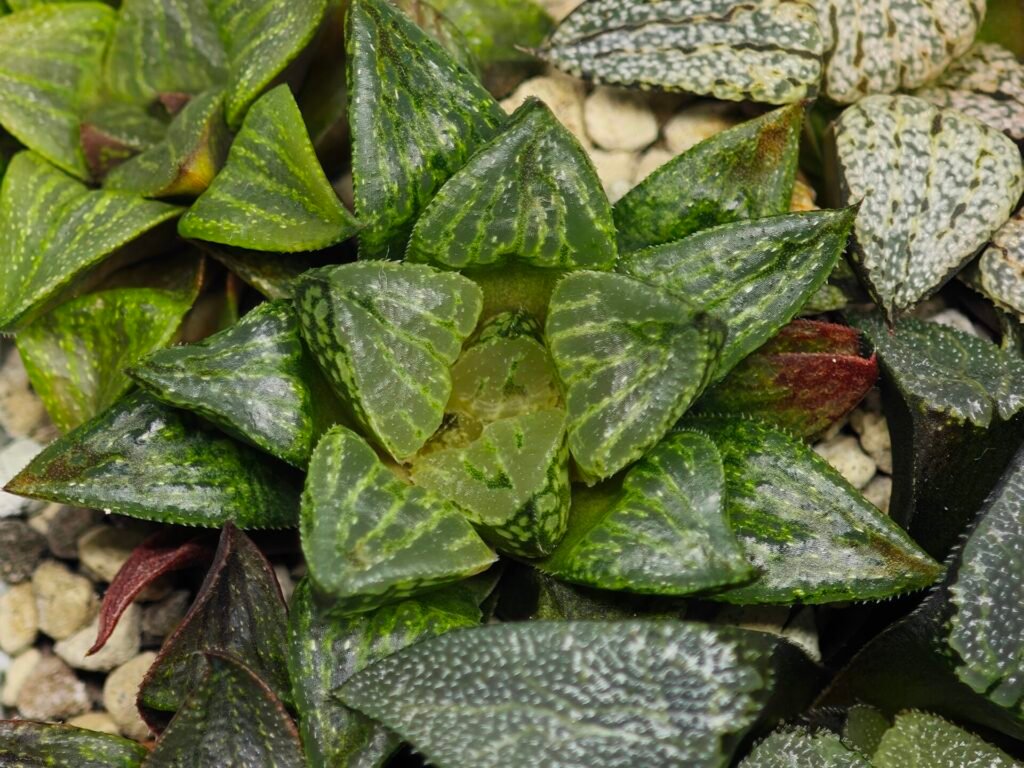 Home 9 Haworthia MS226 Rock Sugar x Ginsekai - 1