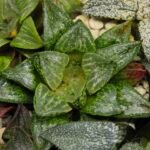 Haworthia MS226 Rock Sugar x Ginsekai - 1