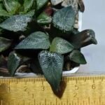 Haworthia MS227 Da Vinci Correcta - 1