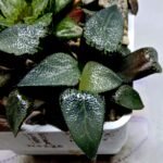 Haworthia MS227 Da Vinci Correcta - 2