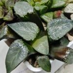 Haworthia MS227 Da Vinci Correcta - 3