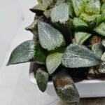 Haworthia MS227 Da Vinci Correcta - 4
