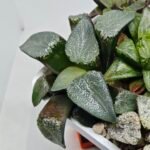 Haworthia MS227 Da Vinci Correcta - 5
