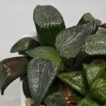 Haworthia MS227 Da Vinci Correcta - 6