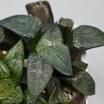 Haworthia MS227 Da Vinci Correcta - 7