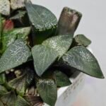 Haworthia MS227 Da Vinci Correcta - 8