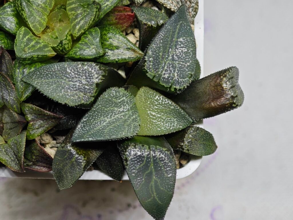 Haworthia MS227 Da Vinci Correcta - 9