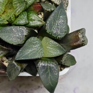 Haworthia MS227 Da Vinci Correcta - 9