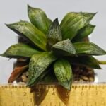 Haworthia MS218 Black Knight x Ukukhanya - 1