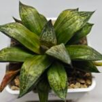 Haworthia MS218 Black Knight x Ukukhanya - 2