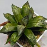 Haworthia MS218 Black Knight x Ukukhanya - 3