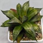 Haworthia MS218 Black Knight x Ukukhanya - 4
